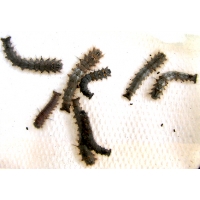Lappet Moth quercifolia 10 larvae 